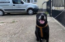 «Mε άφησαν γιατί δεν έχω μάθει να είμαι καλός»: Εγκατέλειψαν ηλικιωμένο σκύλο αφήνοντας σημείωμα στο Κεντ της Αγγλίας