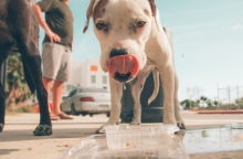 Αδέσποτα στην Αίγινα