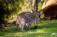 ΗΠΑ: Καγκουρό πήρε τους δρόμους στη Φλόριντα