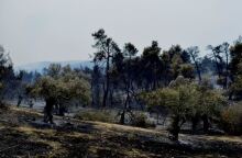 Φωτιά στην Κορινθία 