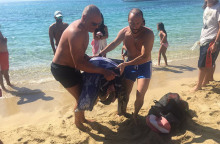 Νάξος: Έσωσαν οι λουόμενοι τραυματισμένη χελώνα καρέτα - καρέτα