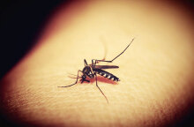 Ιός του Δυτικού Νείλου στην Ελλάδα: Ένας νεκρός και 10 κρούσματα