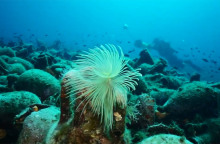 Αλόννησος: Το πρώτο υποβρύχιο μουσείο της Ελλάδας