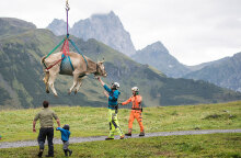 «Πετώντας» φεύγουν οι τραυματισμένες αγελάδες στην Ελβετία - Τις μεταφέρουν με ελικόπτερο
