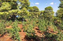 Φυτεία χασίς