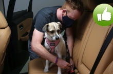 Συμβουλές για την ασφάλεια των κατοικιδίων όταν ταξιδεύουν με αυτοκίνητο.