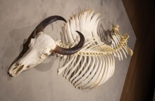 Εξαφανισμένο είδος