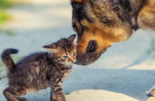 Γάτα και σκύλος: Pedigree® και Whiskas®