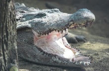 Κροκόδειλος