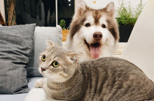 Σκύλος και γάτα
