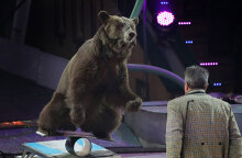 Αρκούδα σε τσίρκο (ΦΩΤΟ ΑΡΧΕΙΟΥ)