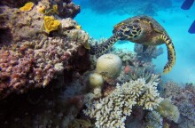 Ο Μεγάλος Κοραλλιογενής Ύφαλος 