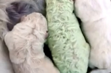 Αυτό το κουτάβι γεννήθηκε πρασινωπό & το λένε «ο Φυστίκης»