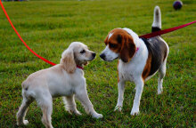 Κατοικίδια σε βόλτα στην εξοχή