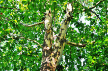 ΑΡΧΕΙΟ - Πλάτανος 