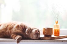 5 συμβουλές για να τα καταφέρεις σε αυτή την καραντίνα