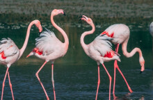 flamingo-samos.jpg