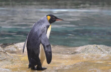 Η «γιαγιά», ο γηραιότερος αυτοκρατορικός πιγκουίνος, πέθανε σε ηλικία 46 ετών στον Ζωολογικό Κήπο του Βούπερταλ στη Γερμανία