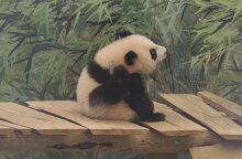 O Φαν Σινγκ, το πρώτο γιγαντιαίο Πάντα που γεννήθηκε στην Ολλανδία