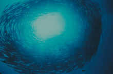 Fish Guide από το WWF