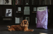 Super Premium ποιότητας σκυλοτροφές από τη βραβευμένη Mojestik 