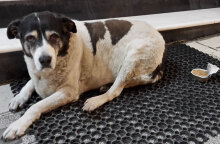 Υπέρβαρος αδέσποτος σκύλος στη Θεσσαλονίκη