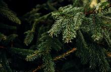 Κλαδιά χριστουγεννιάτικου δέντρου