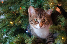 Γάτα σκαρφαλωμένη μέσα σε χριστουγεννιάτικο δέντρο