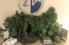 Εντοπίστηκε πλήρως οργανωμένο και εξοπλισμένο εργαστήριο υδροπονικής καλλιέργειας κάνναβης στην Αρτέμιδα – χειροπέδες σε 28χρονο, αναζητούνται οι συνεργοί