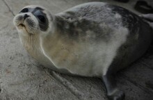 Φώκια της Κασπίας Θάλασσας