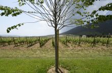 Τα αμπέλια του Κτήματος Βιβλία Χώρα