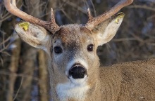 Ο Carrot μετά την αφαίρεση του βέλους