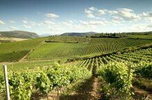 Οι αμπελώνες του Κτήματος Χατζημιχάλη