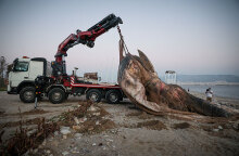 Νεκρή φάλαινα στον Πειραιά απομακρύνεται από γερανοφόρο όχημα