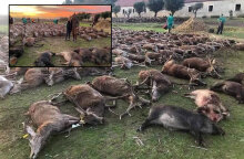 Νεκρά ελάφια στην Πορτογαλία μετά τη μαζική σφαγή από κυνηγούς
