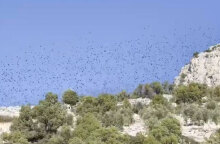 Αποδημητικά πουλιά στον Κορινθιακό Κόλπο