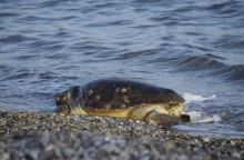 Καρέτα - καρέτα