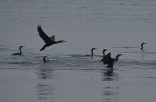 Κορμοράνοι στη Νέα Κίο στην Αργολίδα ξεχειμωνιάζουν
