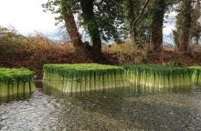 Τα πλωτά πράσα στη Δωροθέα Αλμωπίας