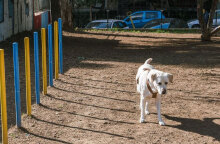 Νέα Σμύρνη: Στην πλατεία Δεξαμενής το πρώτο πάρκο αποκλειστικά για σκύλους