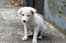 Αδέσποτο σκυλί