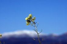 Χιόνια στην Αργολίδα