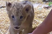 Το μικρό λιονταράκι, ο Σίμπα