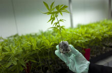 Φαρμακευτική κάνναβη: Επί τάπητος το θέμα στο Υπουργικό Συμβούλιο (ΦΩΤΟ ΑΡΧΕΙΟΥ)