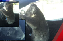 Κοάλα στην Αυστραλία πιάνει το τιμόνι σε αυτοκίνητο μετά την καραμπόλα 6 οχημάτων σε αυτοκινητόδρομο