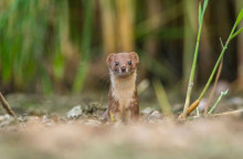 Βραβείο για τη νυφίτσα που κοιτά κατάματα το φακό