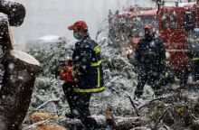 Μήδεια - Πτώση δέντρου