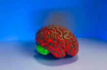 Ομοίωμα εγκεφάλου