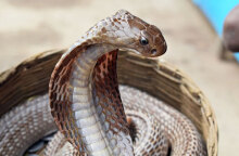 Κόμπρα (ΦΩΤΟ ΑΡΧΕΙΟΥ) © Pixabay - Φίδι δάγκωσε 30χρονο και τον έστειλε στη ΜΕΘ στο νοσοκομείο «Άγιος Σάββας»