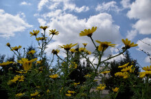 Καιρός - Λουλούδια